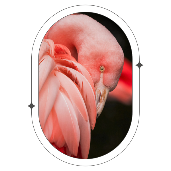 Dzīvnieki, zivis, fauna