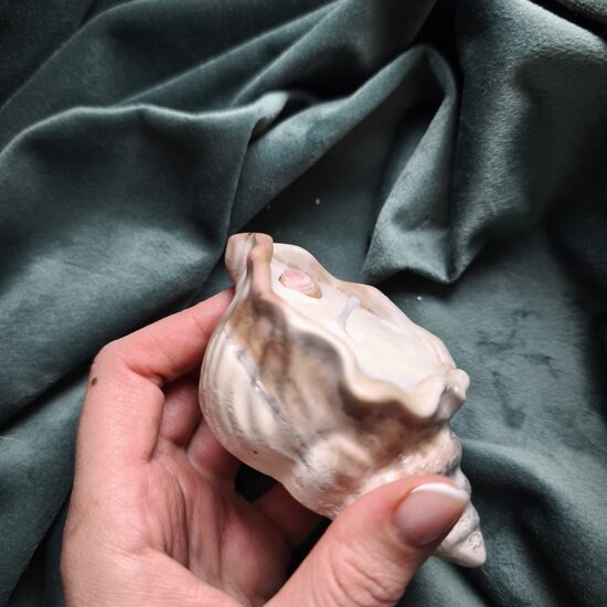 Svece mazais gliemežvāks n°1