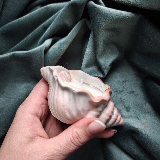 Svece mazais gliemežvāks n°3