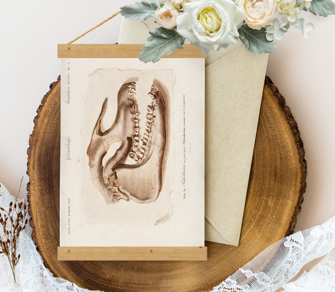 Sienas dekors, plakāts - Vintage Skull 1892