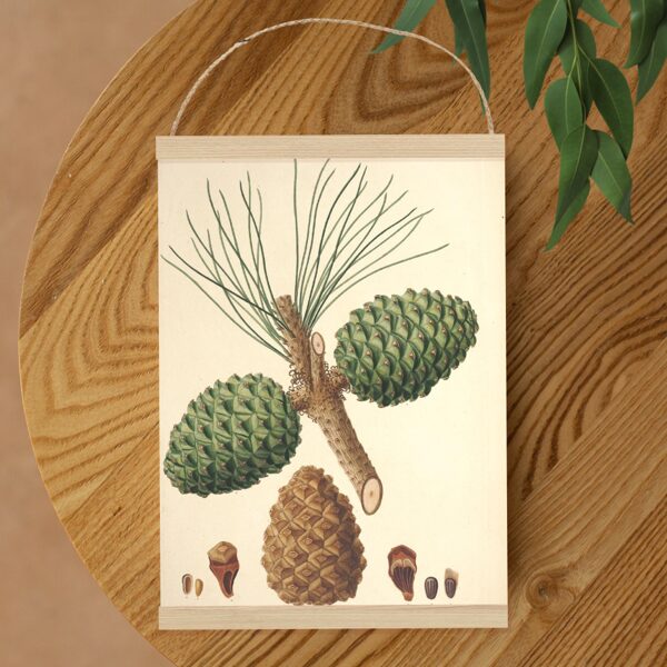 Sienas dekors, plakāts - Vintage genus Pinus stone Akmens priede