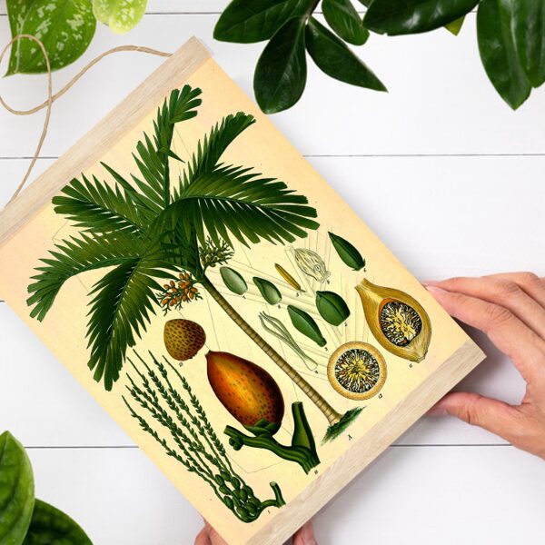 Sienas dekors Arekas palma A4 