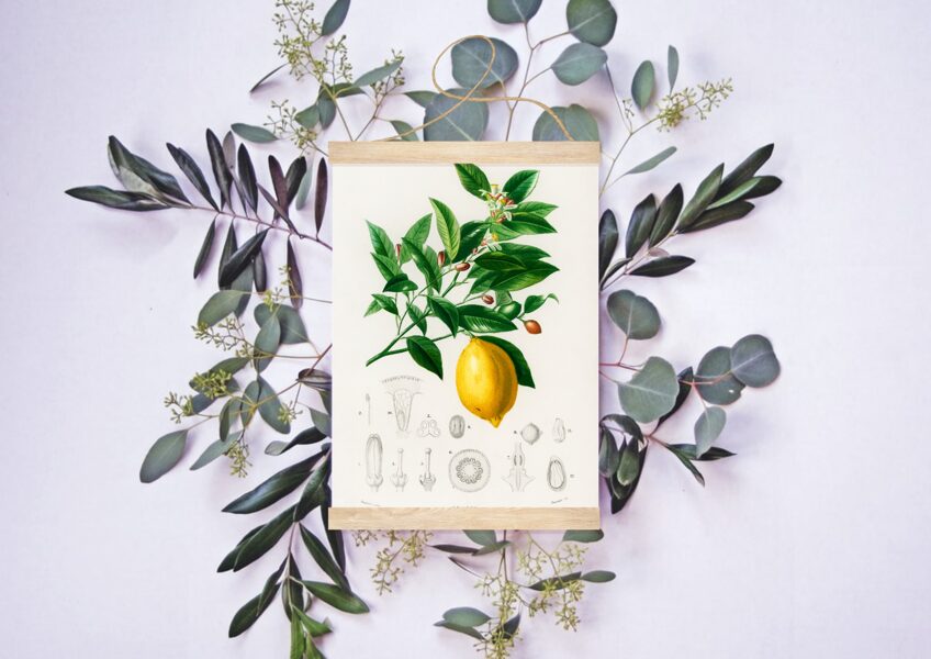 Citrons