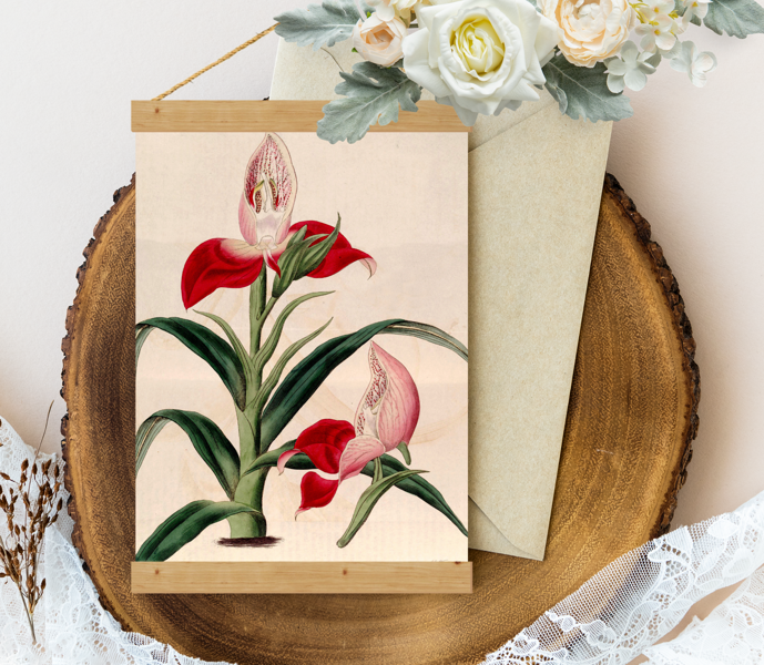 Sienas dekors, plakāts - Vintage Disa uniflora