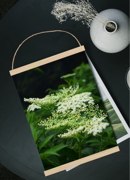 Sienas dekors Zaļš augs ar baltiem ziediem