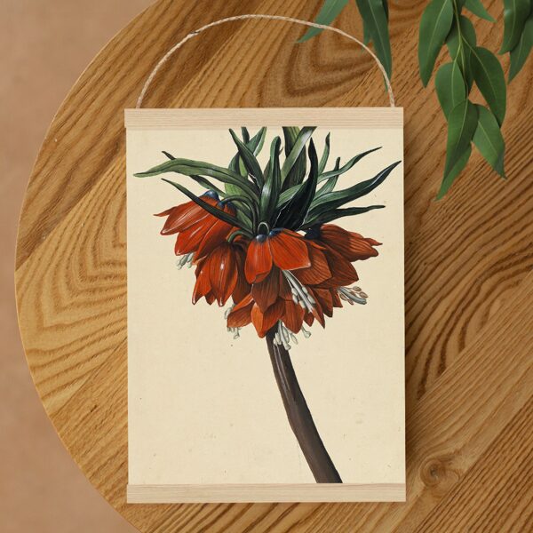 Sienas dekors Vintage Frittelaria_imperialis