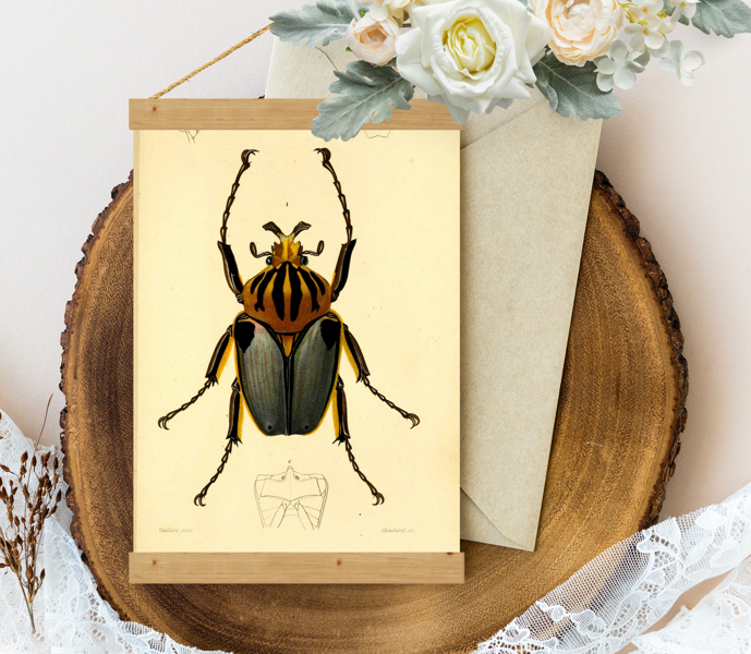 Sienas dekors Vintage Goliathus-cacicus-Dictionnaire-universel-d-histoire-nature