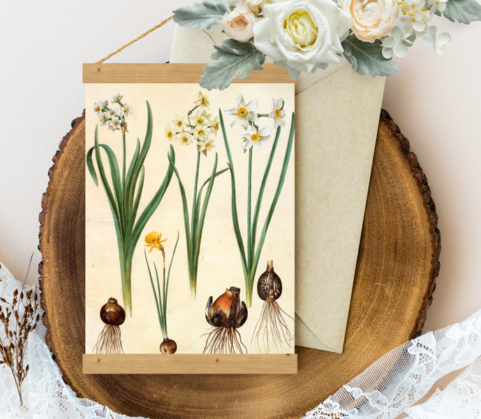 Sienas dekors Vintage Johannes_Simon_Holtzbecher_-_Narcissus_tazetta