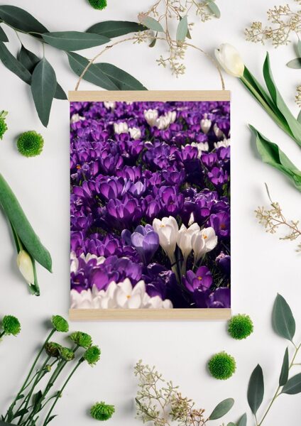 #violeti un balti krokusi