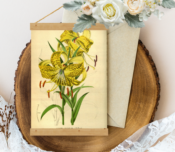 Sienas dekors Lilium-leichtlinii