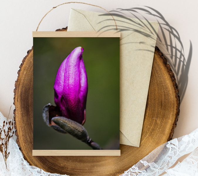 Magnolijas pumpurs