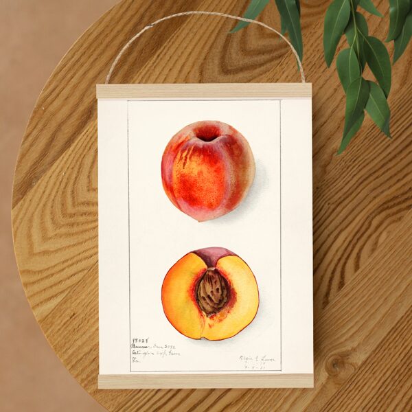 Sienas dekors - Vintage Persiks