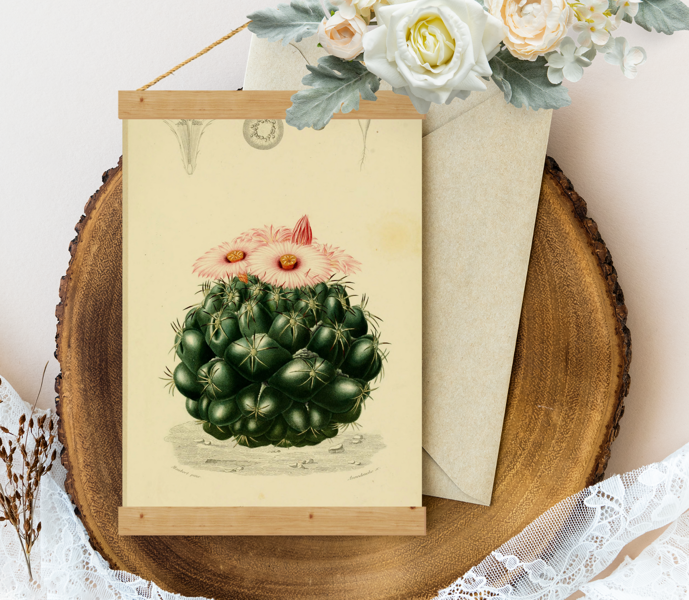 Sienas dekors Vintage Pink-flowering-cactus-1849