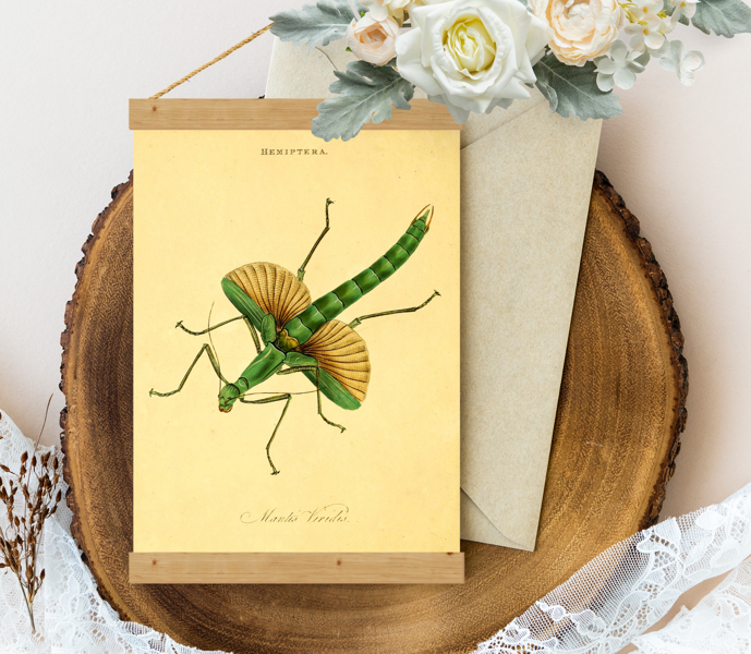 Sienas dekors Vintage Praying-Mantis-An_epitome_of_the_natural_history