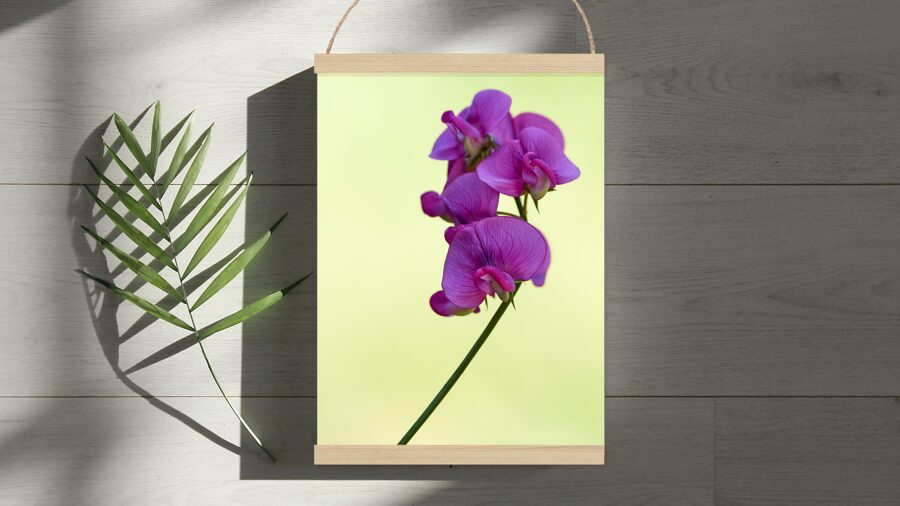 Violets puķuzirnis