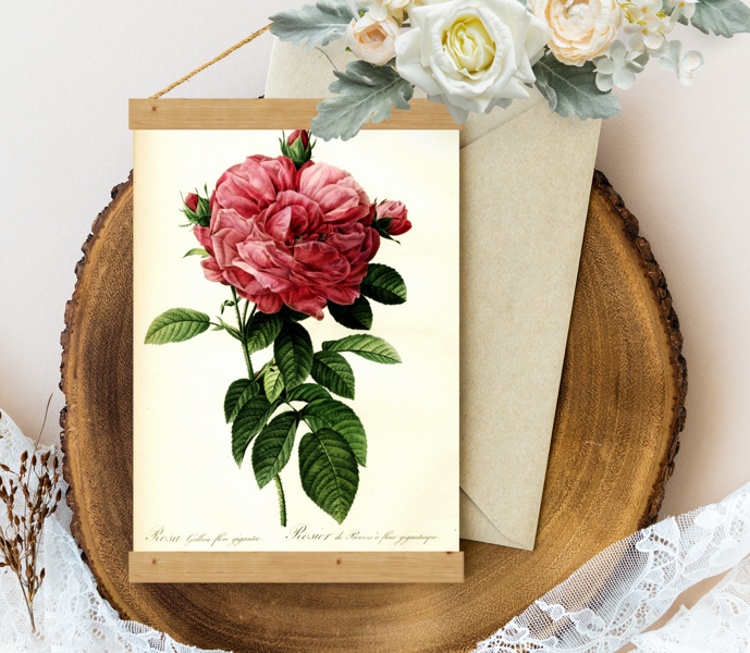Vintage Redoute_-_Rosa