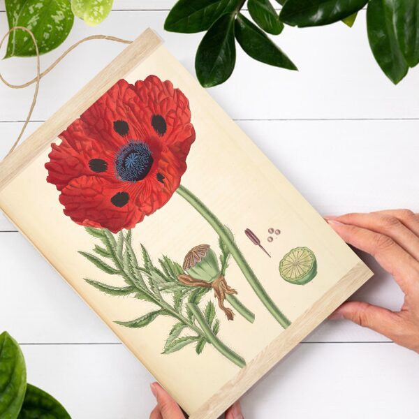 Sienas dekors - Vintage Magone Great Scarlet A4