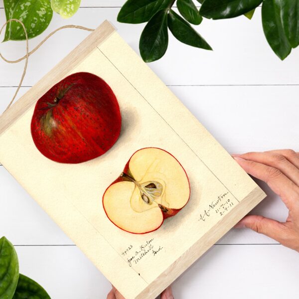 Sienas dekors - Vintage tumši Sarkans ābols