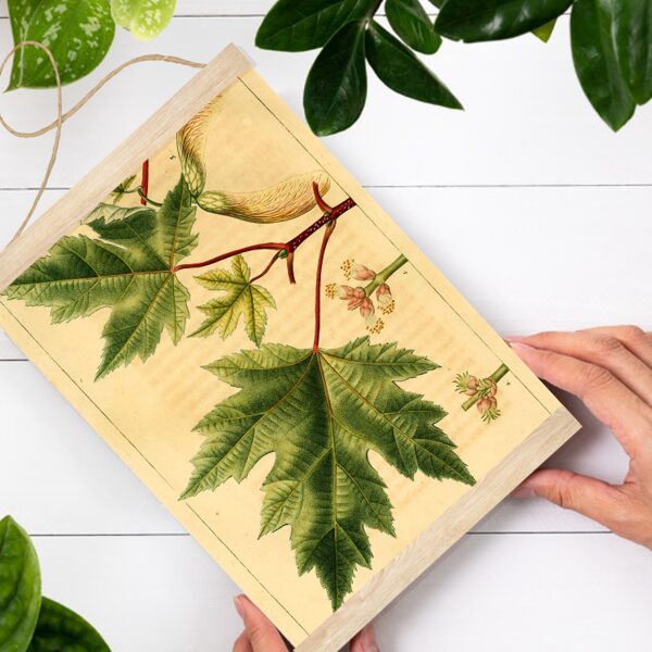 Sienas dekors Baltā kļava A4