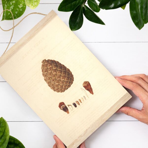 Sienas dekors Čiekuru ģints A4