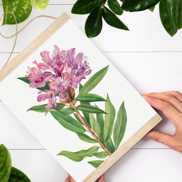 Sienas dekors Kalifronijas roze Bay