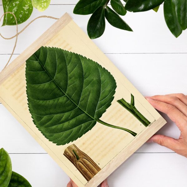 Sienas dekors Karolīnas papele A4