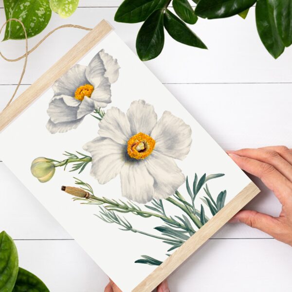 Sienas dekors Matilijas magone