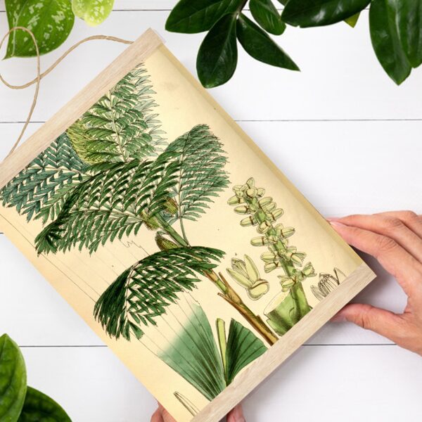 Sienas dekors Palma Caryota_cumingii A4