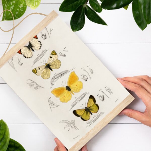 Sienas dekors Tauriņi II A4