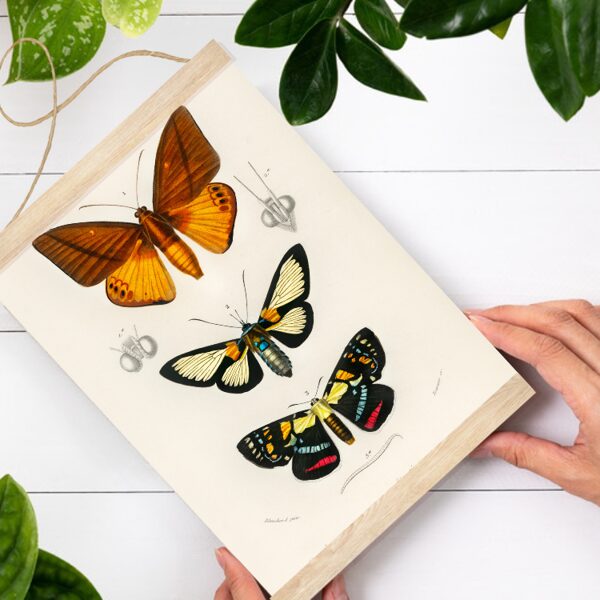 Sienas dekors Tauriņi I A4