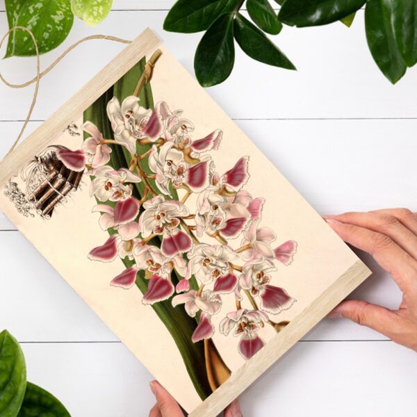 Sienas dekors, plakāts - Vintage Aerides crispa orhideja A4