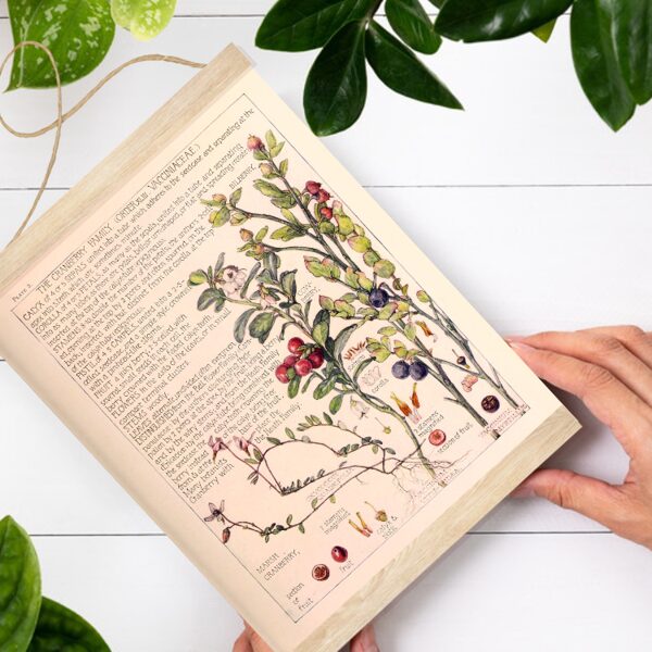 Sienas dekors dzērveņu ziedu izlase A4