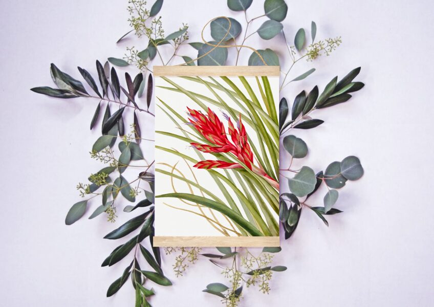 Tillandsia