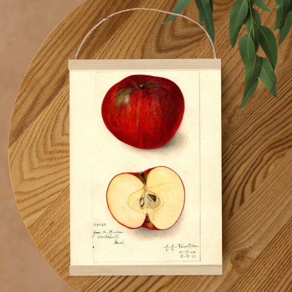 Sienas dekors - Vintage tumši Sarkans ābols