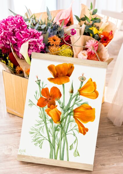 Sienas dekors Kalifornijas magones