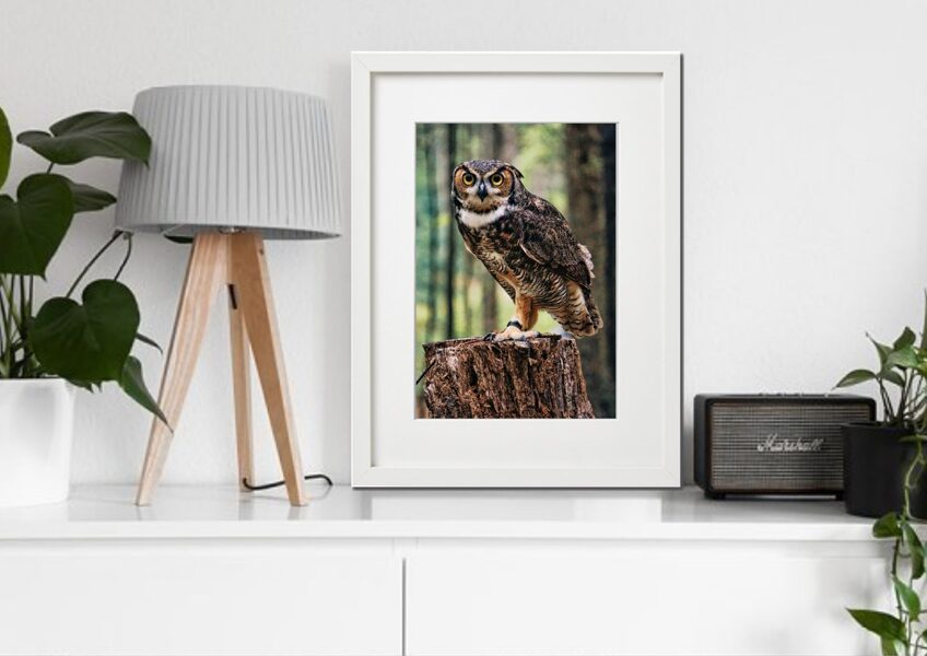 Fauna rāmī n°14