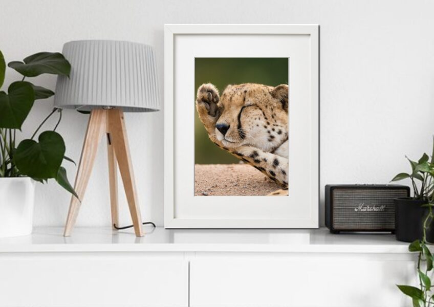 Fauna rāmī n°17