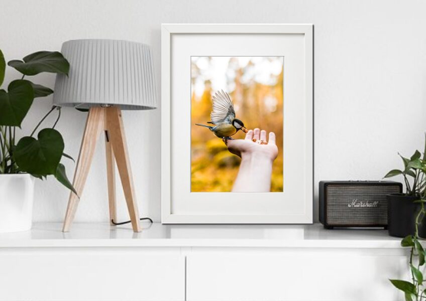 Fauna rāmī n°18