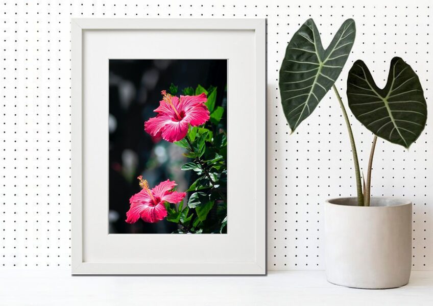 Flora rāmī n°09