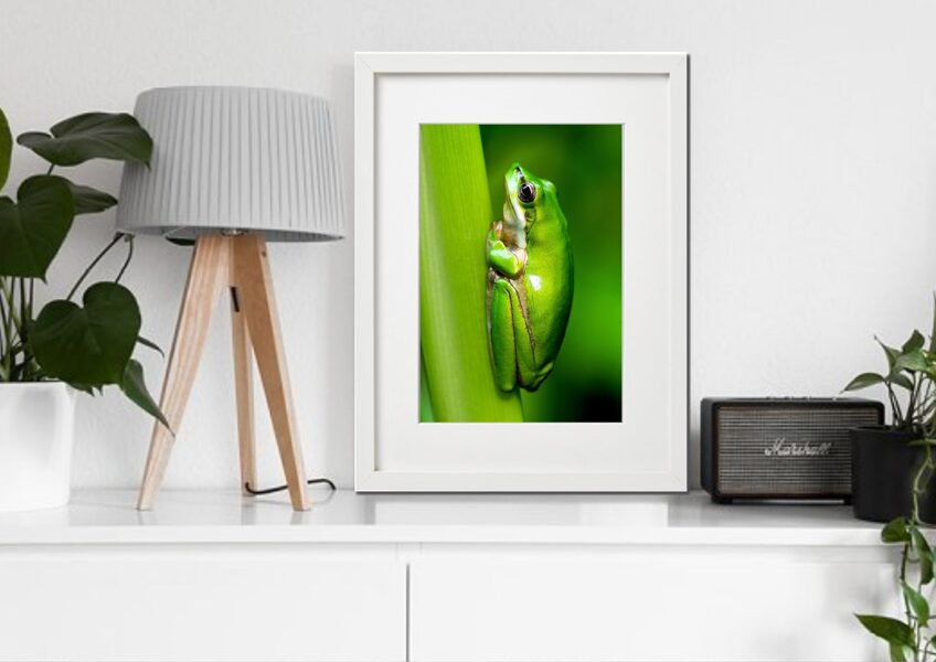 Fauna rāmī n°19