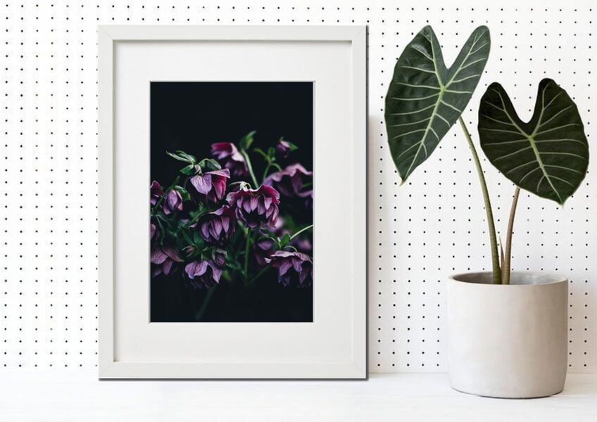 Flora rāmī n°11