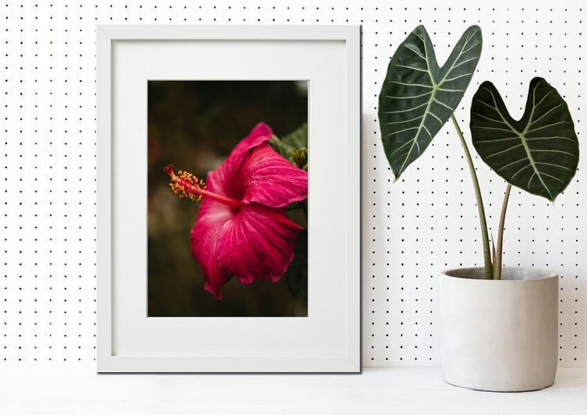 Flora rāmī n°22
