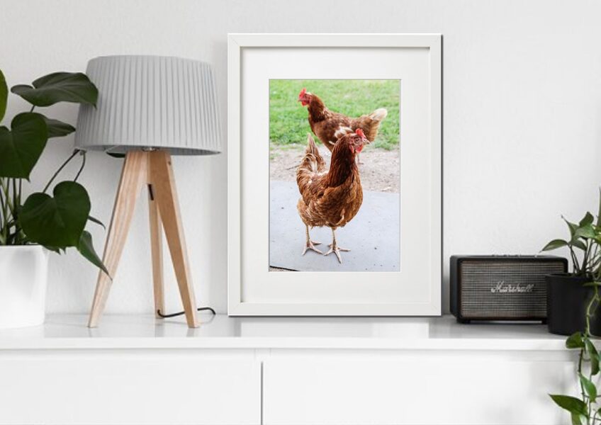 Fauna rāmī n°22
