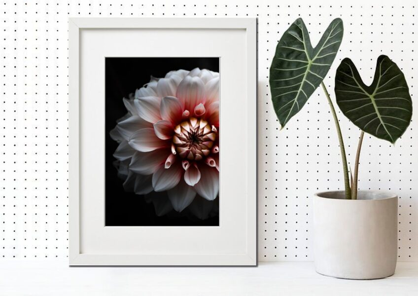 Flora rāmī n°16