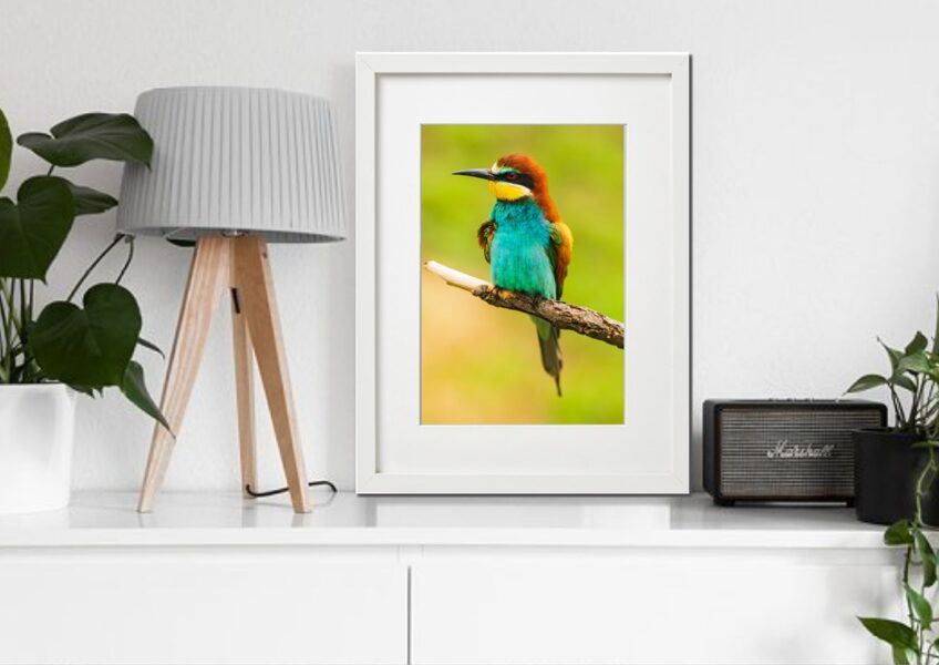 Fauna rāmī n°24