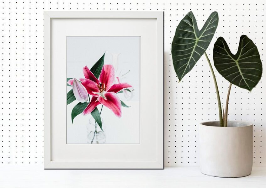 Flora rāmī n°13