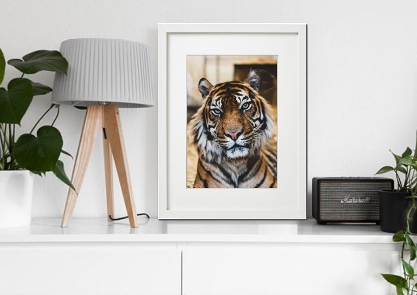 Fauna rāmī n°25