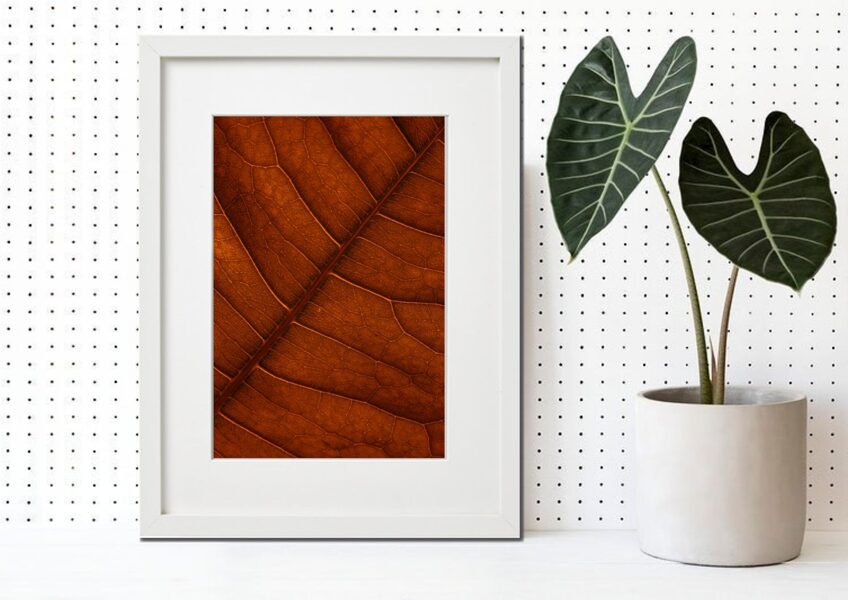 Flora rāmī n°12