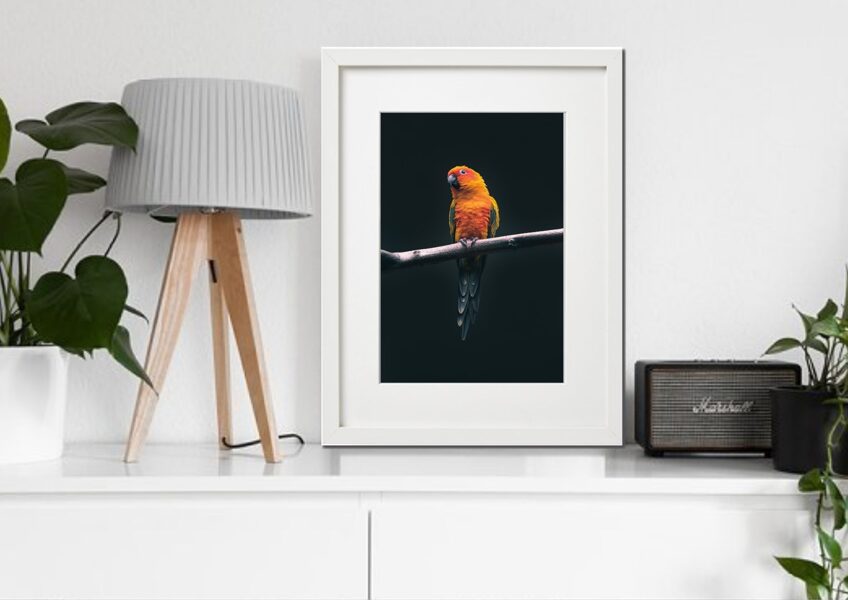Fauna rāmī n°15