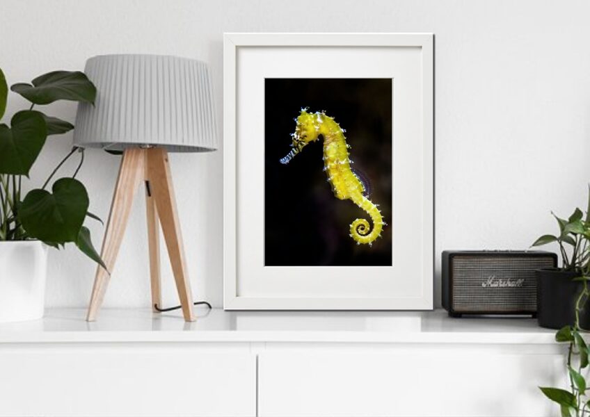 Fauna rāmī n°27